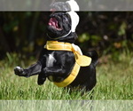 Scooby - Male Pug Puppy for Sale - Photo #8