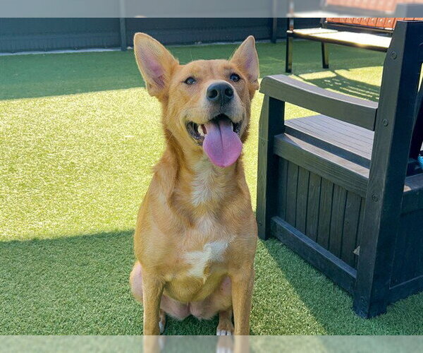Medium Photo #1 Labrador Retriever-Unknown Mix Puppy For Sale in Orange, CA, USA