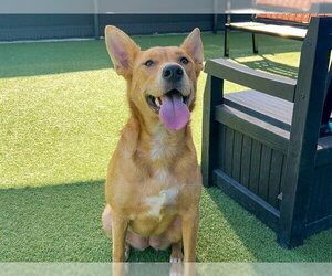 Labrador Retriever-Unknown Mix Dogs for adoption in Orange, CA, USA
