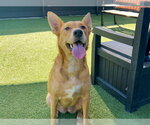 AMAYA - Female Labrador Retriever-Unknown Mix Dog for Adoption - Small photo