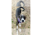 Small #22 American Pit Bull Terrier-Beagle Mix