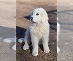 Small Photo #3 Great Pyrenees Puppy For Sale in PERALTA, NM, USA
