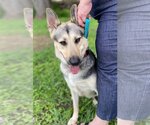 Small #2 German Shepherd Dog Mix