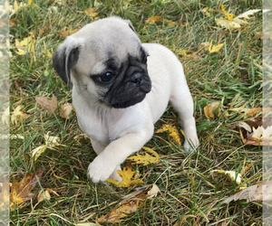Pug Puppy for sale in NILES, MI, USA