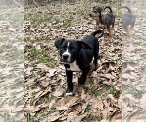 American Pit Bull Terrier-Unknown Mix Dogs for adoption in Slidell, LA, USA
