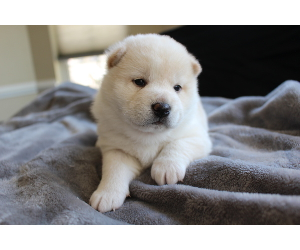 Medium Photo #21 Shiba Inu Puppy For Sale in VIRGINIA BCH, VA, USA