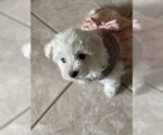 Small Photo #1 Maltipoo Puppy For Sale in GLENDALE, AZ, USA
