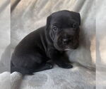 Small Mutt