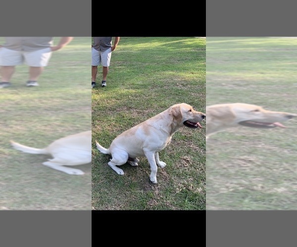 Medium Photo #1 Labrador Retriever Puppy For Sale in WALKER, LA, USA