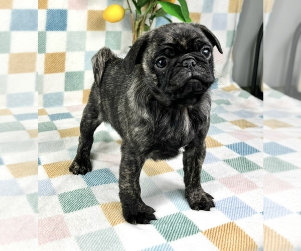 Medium Photo #7 Pug Puppy For Sale in FRANKLIN, IN, USA