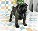 Small #6 Pug