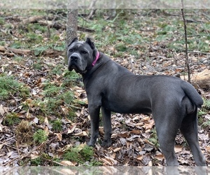 Mother of the Cane Corso puppies born on 02/08/2022