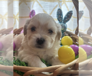 Maltese-Unknown Mix Dogs for adoption in Rockville, MD, USA