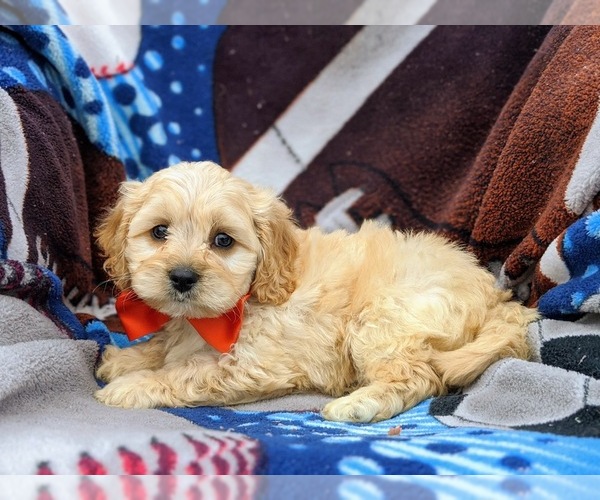 Medium Photo #4 Cavachon Puppy For Sale in AIRVILLE, PA, USA
