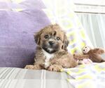 Small #9 ShihPoo