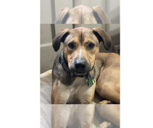 Boxer-Unknown Mix Dogs for adoption in New York, NY, USA