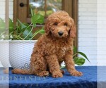 Small #2 Goldendoodle (Miniature)