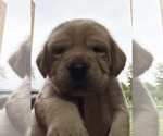 Image preview for Ad Listing. Nickname: Litter of 2