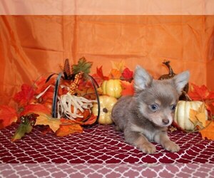 Medium Chihuahua