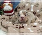 Small #1 English Bulldog