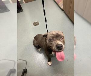 American Pit Bull Terrier-Unknown Mix Dogs for adoption in Baytown, TX, USA