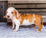 Small Photo #33 Dachshund Puppy For Sale in WAKARUSA, IN, USA