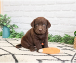Small #5 Labrador Retriever