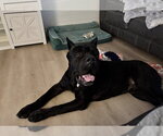 Small #3 Mutt