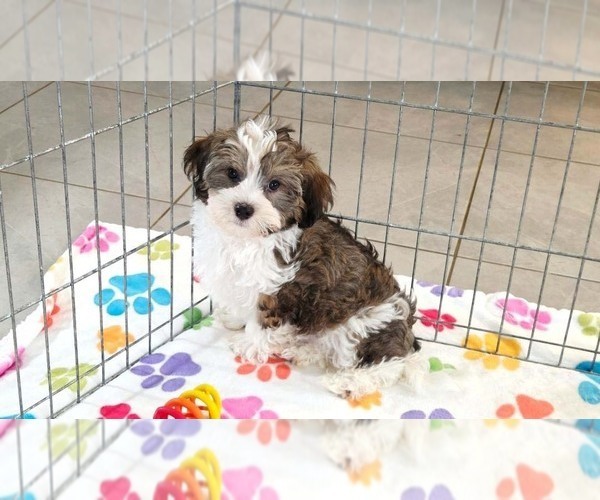 Medium Photo #3 Havashire Puppy For Sale in ORO VALLEY, AZ, USA