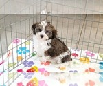 Small Photo #3 Havashire Puppy For Sale in ORO VALLEY, AZ, USA