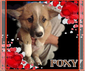 Pembroke Welsh Corgi Puppy for sale in GALLEGOS, NM, USA