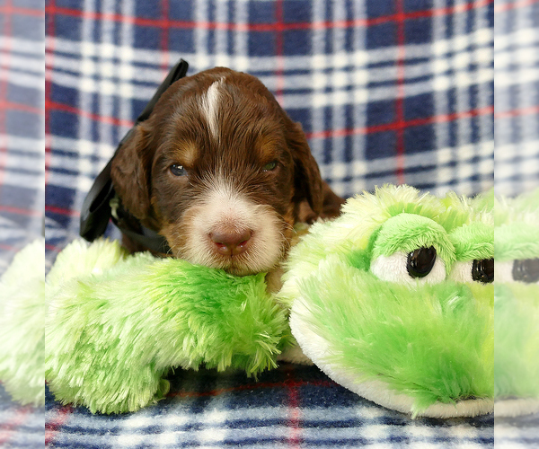 Medium Photo #9 Bernedoodle Puppy For Sale in ROY, UT, USA