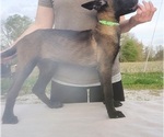 Small Photo #6 Belgian Malinois Puppy For Sale in FLAT ROCK, IL, USA