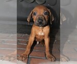 Small Photo #3 Rhodesian Ridgeback Puppy For Sale in INDEPENDENCE, MO, USA