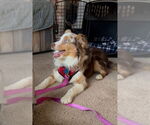 Small #9 Australian Shepherd