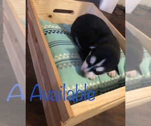Siberian Husky Puppy for sale in MARYVILLE, TN, USA