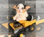Small Photo #1 Pembroke Welsh Corgi Puppy For Sale in MIDDLEBURY, IN, USA