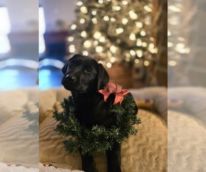 Labrador Retriever Puppy for sale in APPOMATTOX, VA, USA