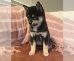 Pomsky Puppy for sale in PORTAGE, MI, USA