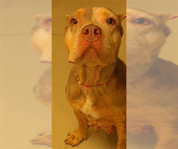 Medium Photo #1 Mutt Puppy For Sale in Sanford, FL, USA