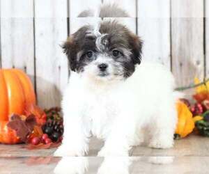 Zuchon Puppy for sale in MOUNT VERNON, OH, USA