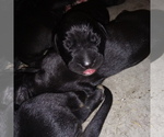 Small Photo #29 Great Dane Puppy For Sale in PIERSON, MI, USA
