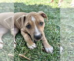 Small #3 American Pit Bull Terrier