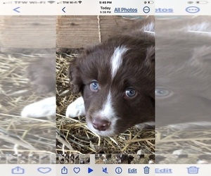 Miniature Australian Shepherd Puppy for Sale in THORN HILL, Tennessee USA
