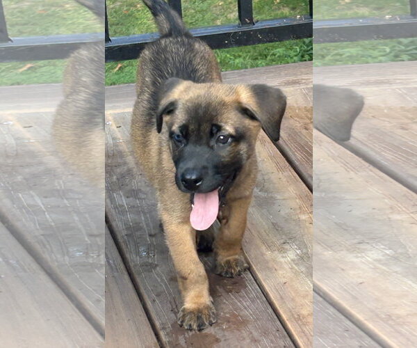 Medium Photo #5 Black Mouth Cur-Labrador Retriever Mix Puppy For Sale in Hillsboro, MO, USA