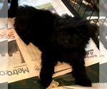 Small Photo #4 Ewokian Puppy For Sale in COLLEYVILLE, TX, USA