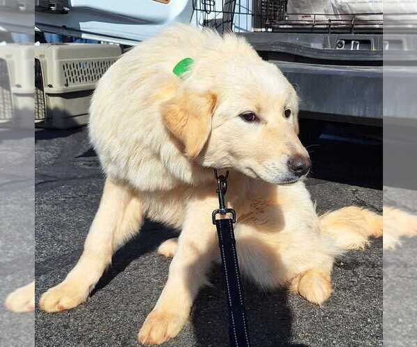 Medium Photo #3 Aussie Pyrenees Puppy For Sale in Silver Spring, MD, USA