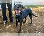 Small #4 Labrador Retriever Mix