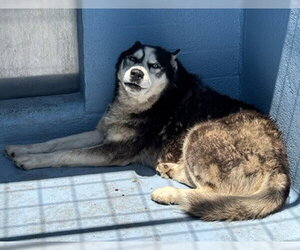 Siberian Husky Dogs for adoption in Downey, CA, USA