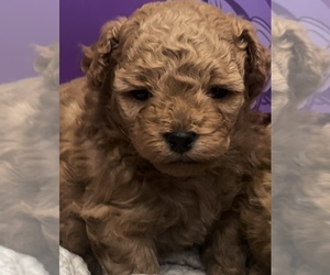 Poodle (Toy) Puppy for Sale in KISSIMMEE, Florida USA
